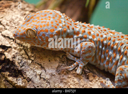 Le Tokay Gekko gecko (gecko) Banque D'Images