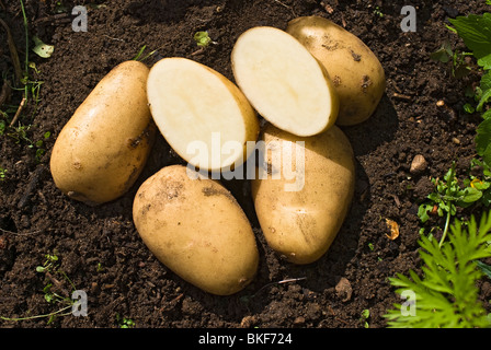 Principale culture de pommes de terre fraîchement creusée sur terre Banque D'Images