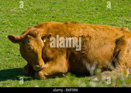Une vache brune fixant dans un champ Banque D'Images
