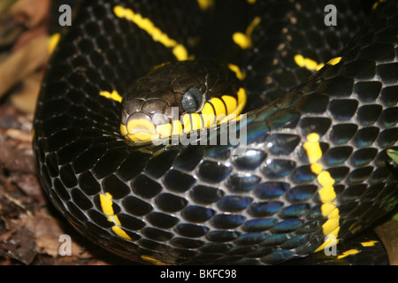 Serpent Boiga dendrophila Mangrove prises sur le Zoo de Chester, Royaume-Uni Banque D'Images