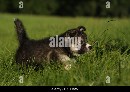 L'exécution de chiot Husky Sibérien Banque D'Images