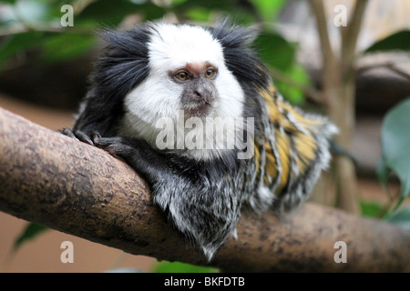 Ouistiti à tête Callithrix geoffroyi prises sur le Zoo de Chester, Royaume-Uni Banque D'Images