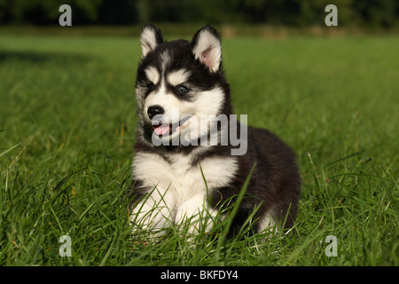 L'exécution de chiot Husky Sibérien Banque D'Images