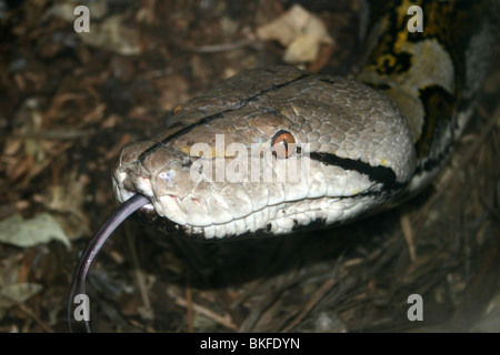 Tête de Python reticulatus Python réticulé prises sur le Zoo de Chester, Royaume-Uni Banque D'Images