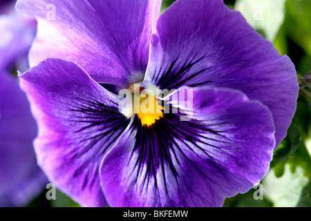 Printemps en fleurs, pensées Banque D'Images