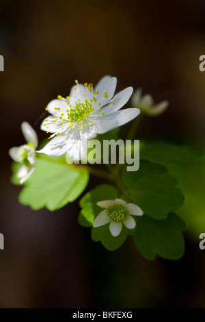 La rue anemone est un printemps précoce qui peut être trouvé dans la plupart des environnements forestiers riches d'avril à juin. c'est une plante très délicate, et se déplacera dans le moindre vent. Il est facilement cultivée dans un jardin de fleurs sauvages. Banque D'Images