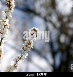 En fleurs. Banque D'Images