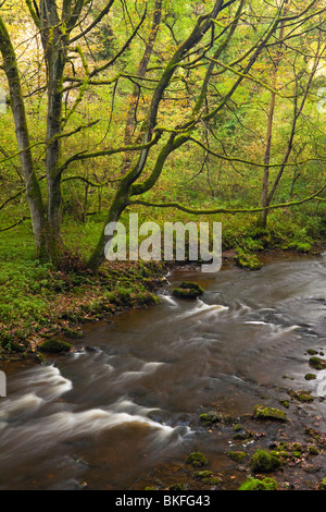 Rivière Wye avec rochers en premier plan à Chee Dale près de Bakewell dans le parc national de Peak District Derbyshire, Angleterre, Royaume-Uni Banque D'Images