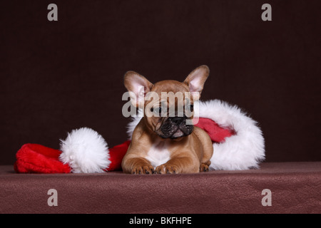 Französische Bulldogge Welpe / Chiot Bouledogue Français Banque D'Images
