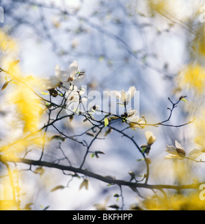 Magnolia soulangeana en fleur. Affûtage n'a été appliquée. Banque D'Images