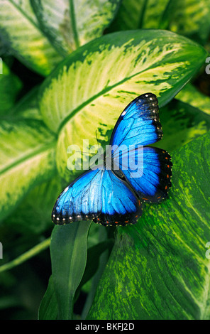 Papillon Bleu MORPHO sur feuilles au jardin tropical situation Banque D'Images