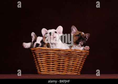 Französische Bulldogge Chiots Welpen / Bouledogue Français Banque D'Images