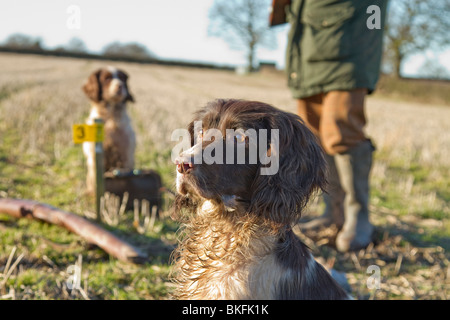 Un springer spaniel chien en attente à un faisan shoot avec la propriétaire, à l'affût de faisans, alerte à la Banque D'Images