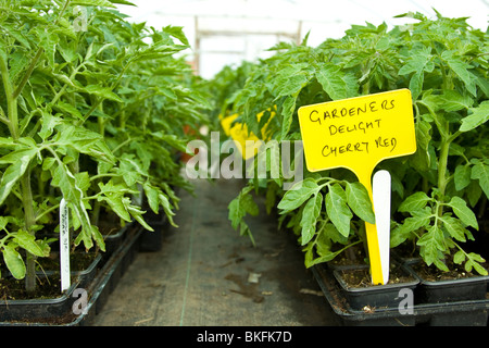 Délice des jardiniers Les plants de tomates, Rouge cerise les plants de tomates dans un Polytunnel Banque D'Images