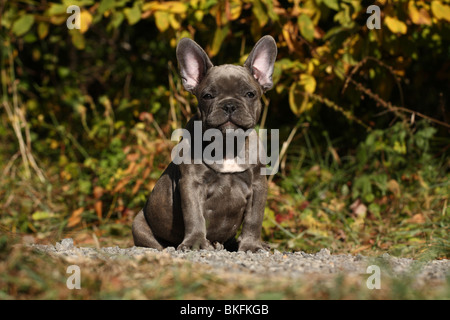 Französische Bulldogge Welpe / Chiot Bouledogue Français Banque D'Images