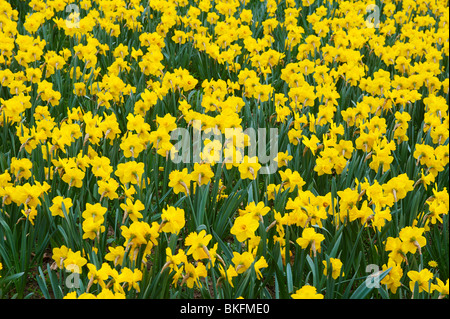 Les jonquilles et les fleurs au printemps, parc Banque D'Images