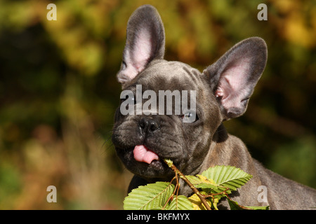 Französische Bulldogge Welpe Portrait / Portrait Chiot Bouledogue Français Banque D'Images