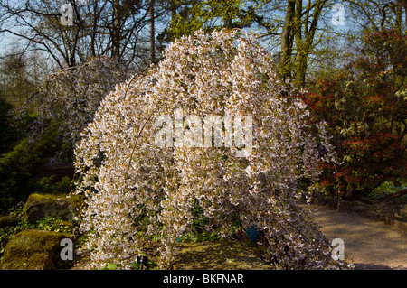 Prunus pendula Pendula Rosea Cerisier pleureur ornementales Angleterre Banque D'Images