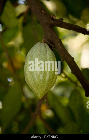 L'usine de cacao dans le Kerala, Inde Banque D'Images