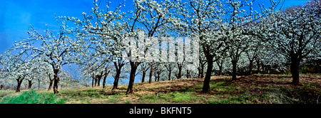 Le paysage emblématique de la Provence avec la floraison des cerisiers au printemps Banque D'Images