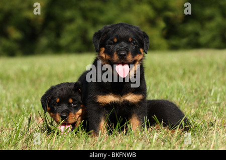 Rottweiler Rottweiler chiots Welpen / Banque D'Images