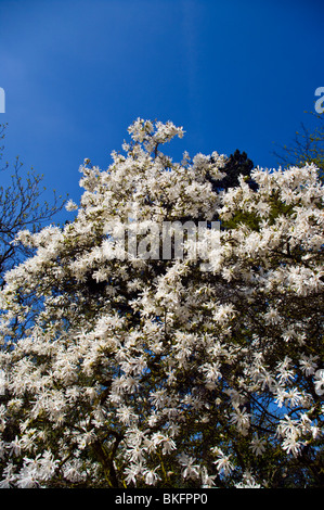 Un Magnolia stellata Rosea Tree Banque D'Images