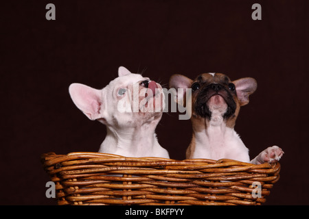 Französische Bulldogge Chiots Welpen / Bouledogue Français Banque D'Images
