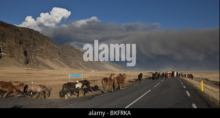 Chevaux sur l'autoroute Un nuage de cendres volcaniques avec éruption de Eyjafjallajokull, en Islande Banque D'Images