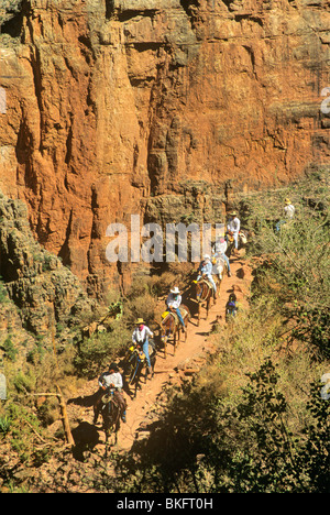 Mule riders sur Bright Angel Trail ci-dessous South Rim du Grand Canyon National Park, Arizona, USA Banque D'Images