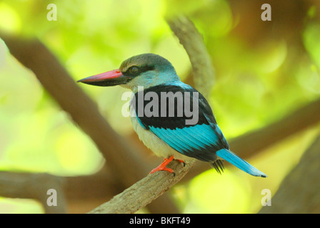 Blue-breasted Kingfisher (Halcyon malimbica) dans le parc forestier de Bijilo, Gambie, Afrique de l'ouest. Avril 2009. Banque D'Images
