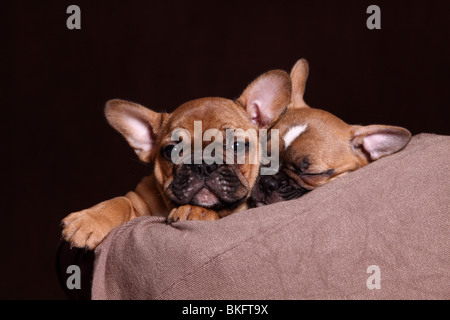 Französische Bulldogge Chiots Welpen / Bouledogue Français Banque D'Images