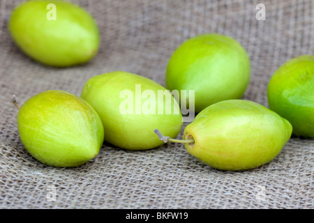 Jujube, ziziphus jujuba 'Ber' les fruits récoltés. Banque D'Images