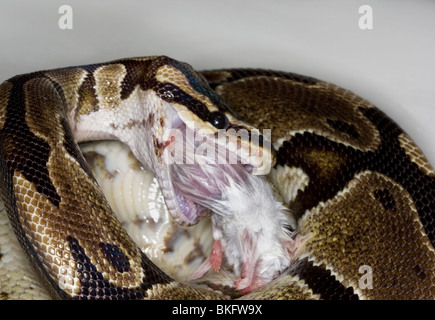 Ball Python (serpent) Royal manger une souris blanche Banque D'Images