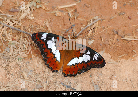 Commandant commun (Moduza Papillon procris) dans la forêt de mousson de parc national Khao Yai, Thaïlande Banque D'Images