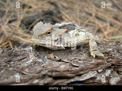 Un Short-Horned Lizard (Phrynosoma hernandesi), sur le mont Lemmon, montagnes Santa Catalina, Summerhaven, Arizona, USA. Banque D'Images