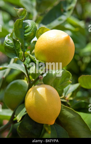 Citrons biologiques sur lemon tree Banque D'Images