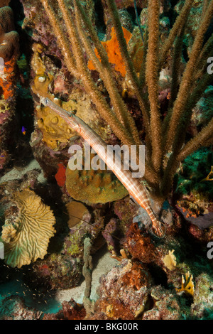 Poissons-Trompette (Aulostomus maculatus) sur un récif de coraux tropicaux à Bonaire, Antilles néerlandaises. Banque D'Images