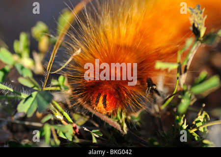 Espèce de Caterpillar, le Namaqualand, Afrique du Sud Banque D'Images