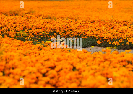 Fleur de printemps de l'affichage dans cakilefolia Nababeep Ursinia, Namaqualand, Afrique du Sud Banque D'Images