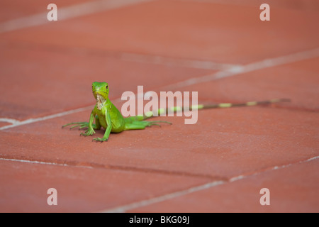 Iguane vert (Iguana iguana), juvénile sur une passerelle le the Plaza Resort Bonaire, Antilles néerlandaises. Banque D'Images