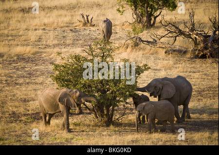 Adapté du Désert éléphants dans la concession de Palmwag, région de Kunene, le nord de la Namibie. Banque D'Images