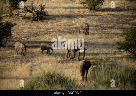 Adapté du Désert éléphants dans la concession de Palmwag, région de Kunene, le nord de la Namibie. Banque D'Images