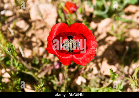 Une belle Anemone coronaria fleur. Banque D'Images