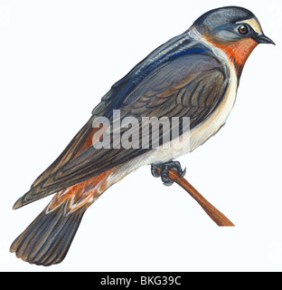 Cliff swallow Banque D'Images