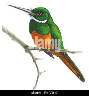 Jacamar Rufous-Tailed Banque D'Images