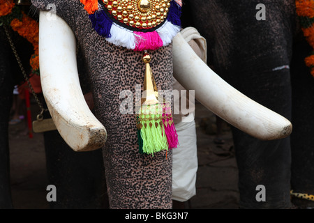 Défenses et le nez d'un éléphant,une scène thrissur pooram festival formulaire Banque D'Images