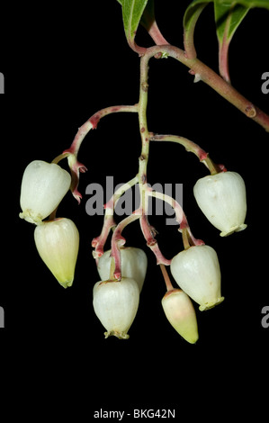 L'arbousier (Arbutus unedo) Banque D'Images