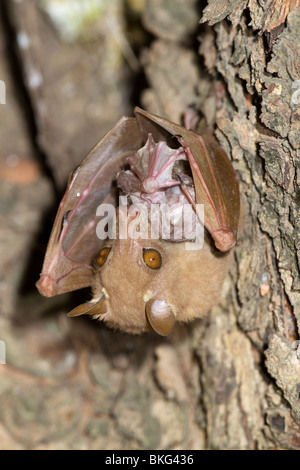 Chauve-souris femelle à pattes aux épaules de Peter (Micropteropus pussilus), toilettant le nouveau-né Cameroun Banque D'Images