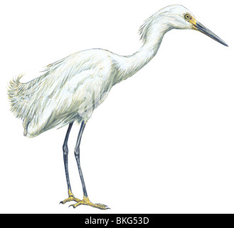 Aigrette neigeuse Banque D'Images