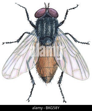 Mouche domestique Banque D'Images